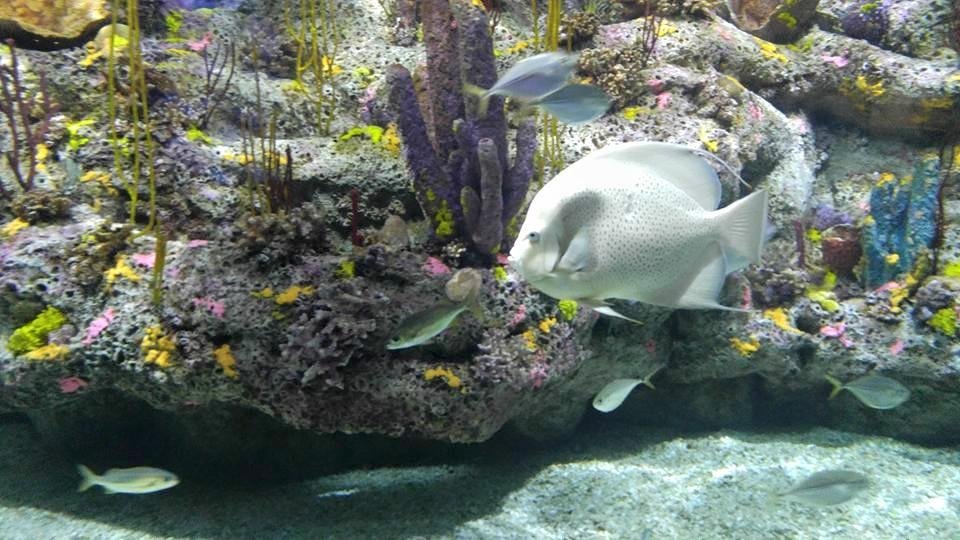 If you are ever in Wilmington, nc, be sure and go to the aquarium at ft. Fischer. Amazing. M