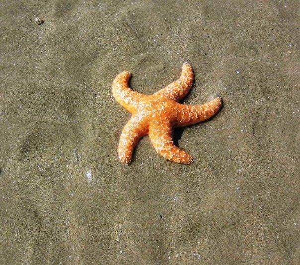 Patsy Crumpacker's album, Oregon Coast - 2009