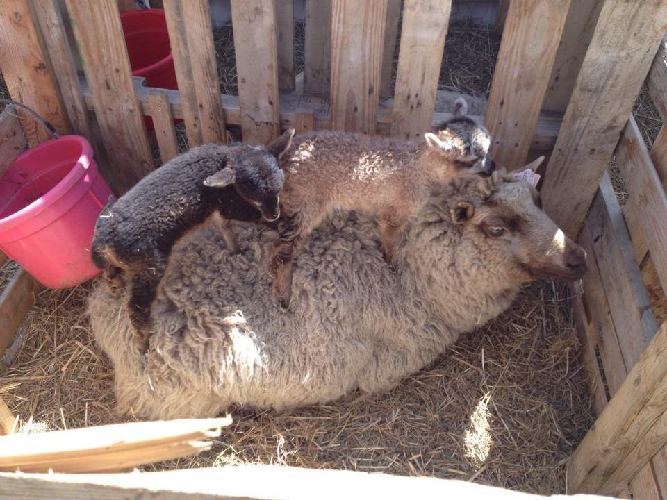 This is what a mommy is for!
