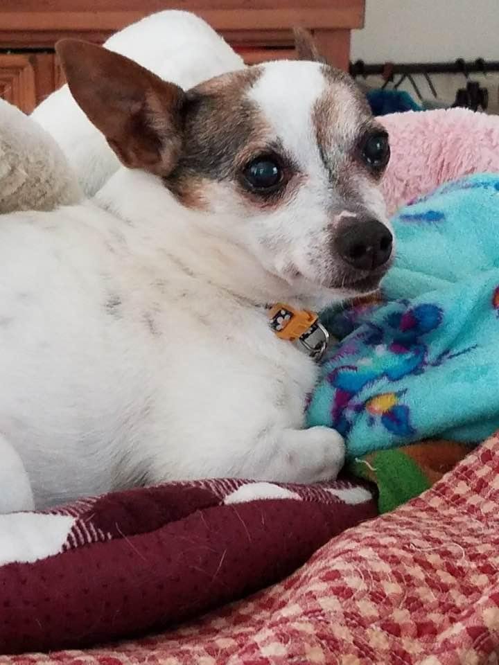 RIP My sweet Daisy girl 10/13/2003 to 01/07/2021