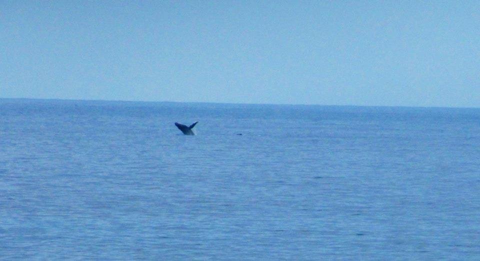 Whale activity off the lanai as well as activity in the palm trees! A neighbor caught a Mahi Mahi while fishing in his ocean kayak....it is a big, strange looking fish. A whale came up under a small fishing vessel last we