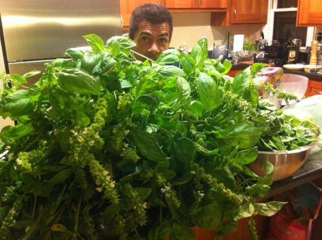We have one hell of a lot of basil to make into pesto before the freeze tonight...anyone want some fresh basil?