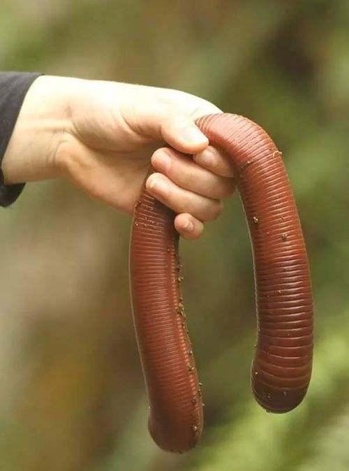 Just dug up this giant earthworm here in Seaview! You watching Rachel Kubler