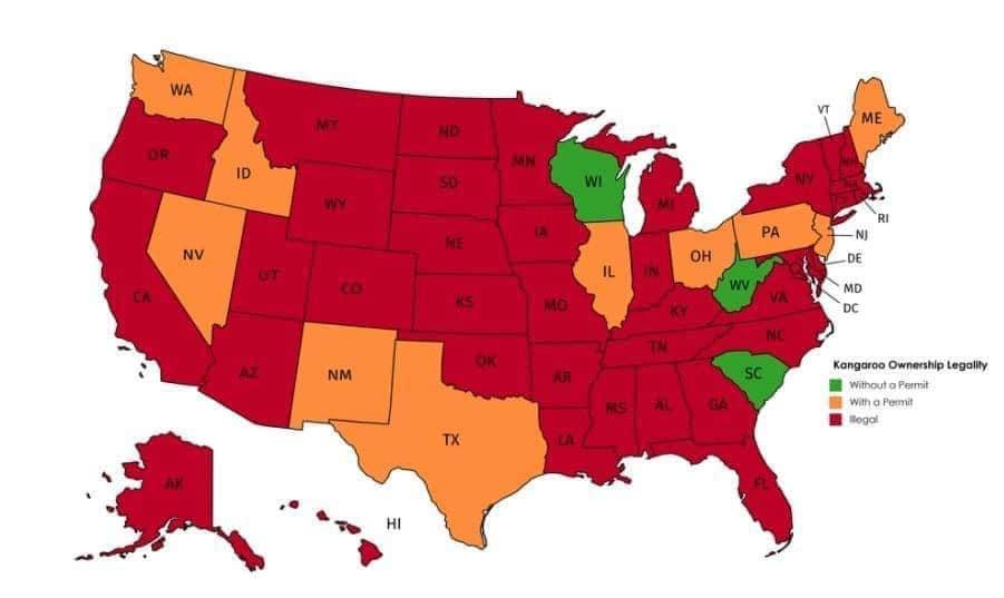 Before we all start looking at red/blue maps for days, here is map showing the legality of owning a kangaroo. 😂🤣🦘