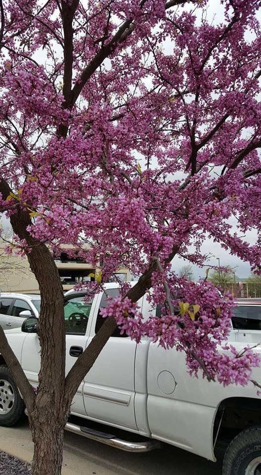 Pretty Red Bud