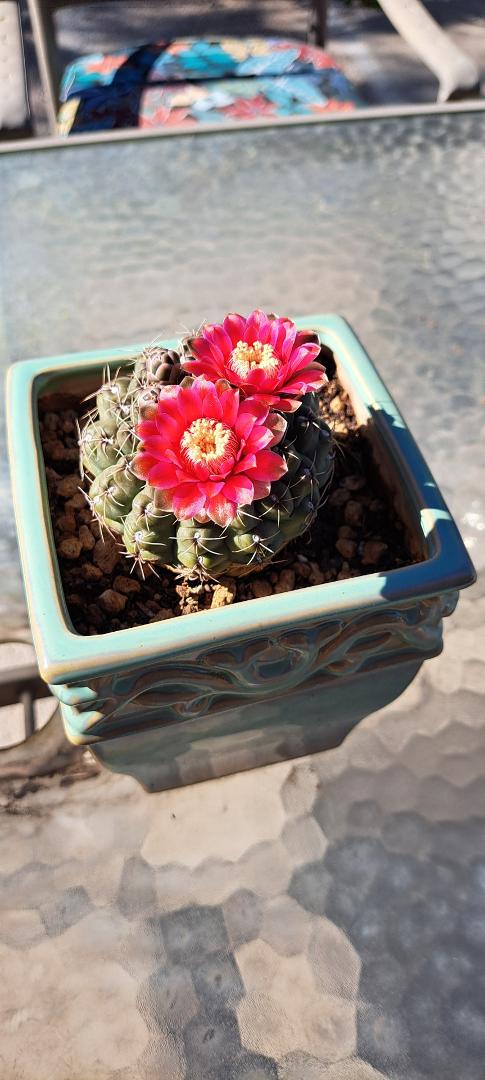 Bonnie's little cactus is blooming