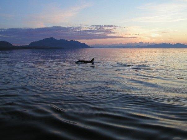 Another Killer Whale