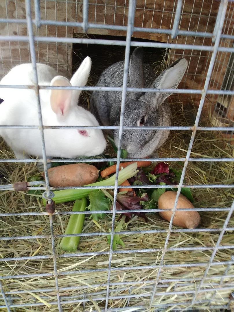 Rabbits are eating good today