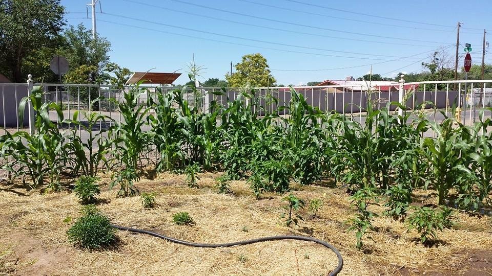 ¡sigh! My lil patch of garden....not doing well as I hoped for.