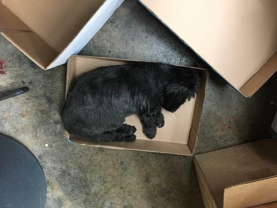 Macey, making herself home at the shop.