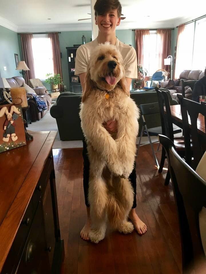 My nephew with his labradoodle