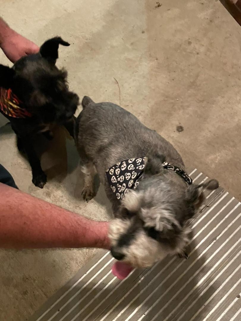 Anyone missing two male dogs? They are at my house at end of Harvey off Pine in my dog yard. No collars just bandanas.