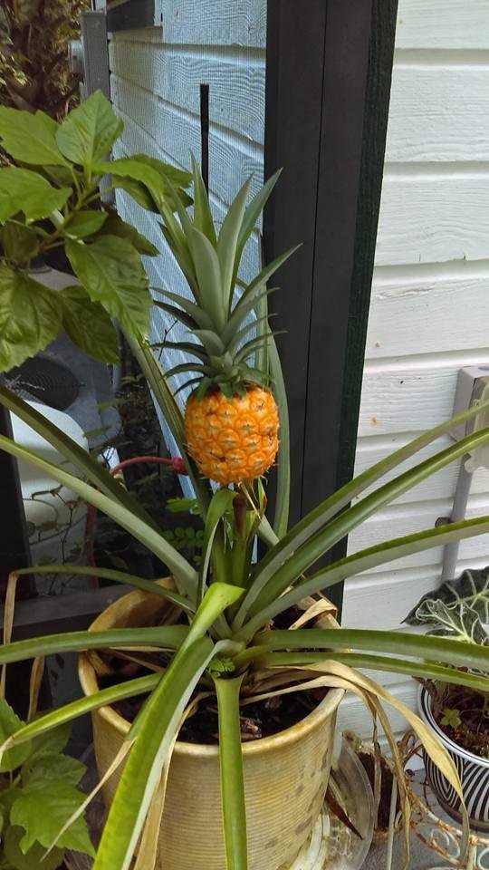 My baby! Had to pick today as the stalk was deteriorating. Took three years to make. Didn't know about putting an apple on it with a bag around it to hurry up the formation.