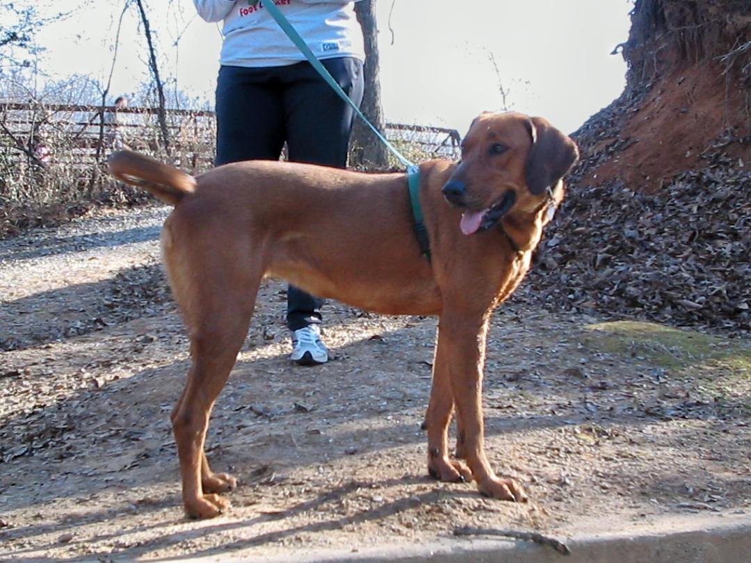 Has anyone seen this missing dog?