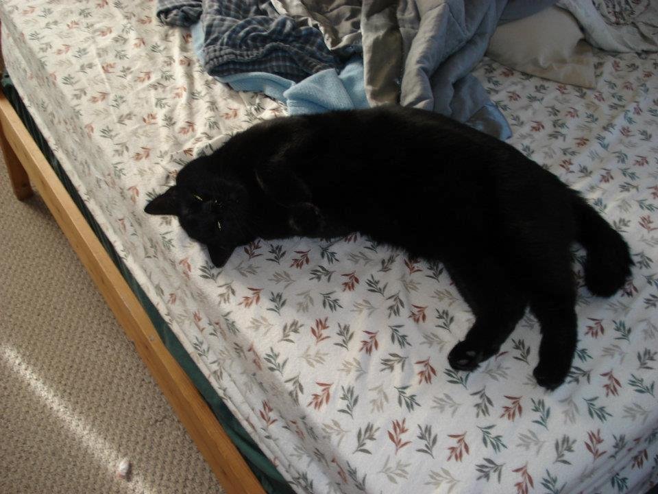 My grand kitty Bobbycat aka Yergo