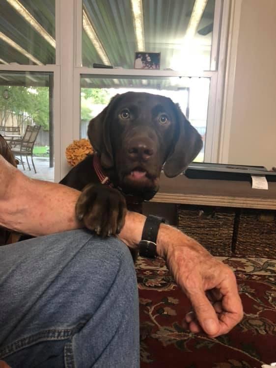 Choco and I missed national dog day. Better late than never. One of these days she’ll be a nice companion but right now she is an eight month old puppy that doesn’t know her own strength.