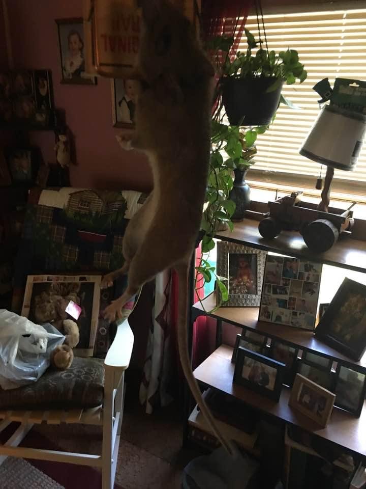 Caught one of my pest