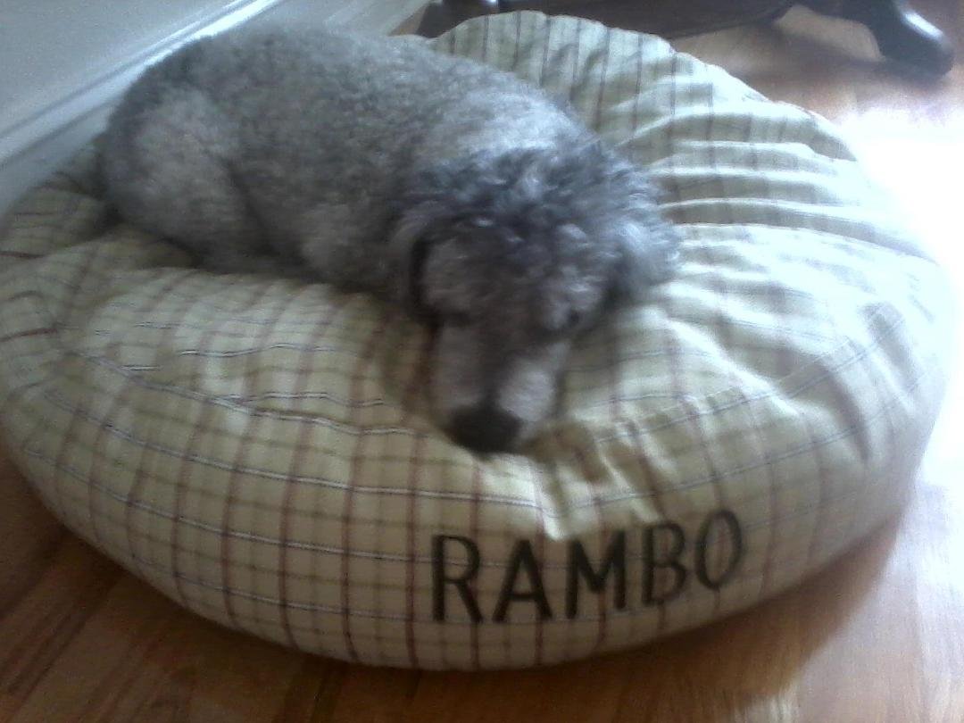 Rambo's exciting 9th birthday celebration today!