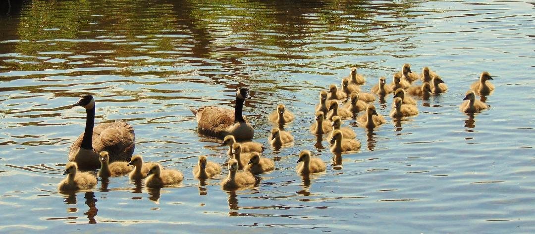 Gossling day care! One pair of parents, 32 gosslings!