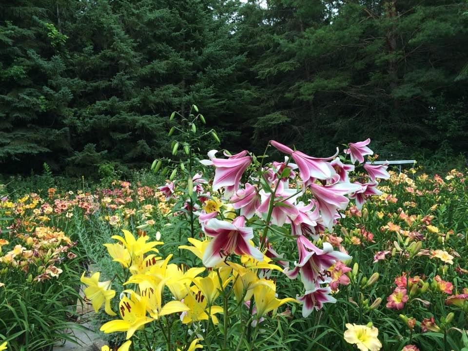My flower field, one garden among many. A hobby run amuck.