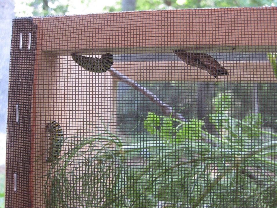 Thursday - Pupation begins!
