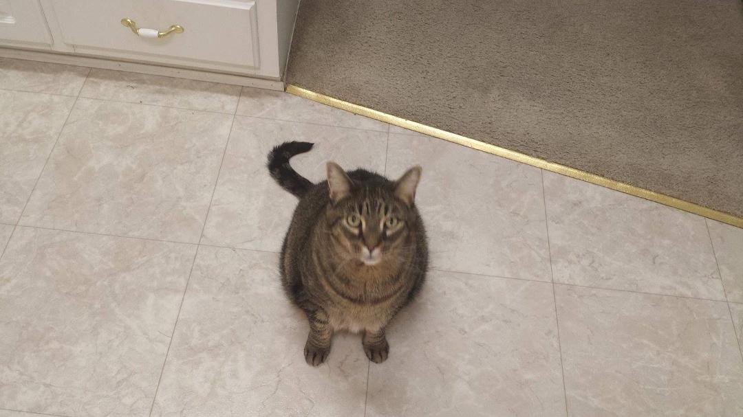 If anyone can open their home to poor Jackson, his owner passed away this weekend. Jackson's about 8 yrs old, neutered indoor cat. I know some people are nervous about a male cat, but he is very well behaved and does not sp
