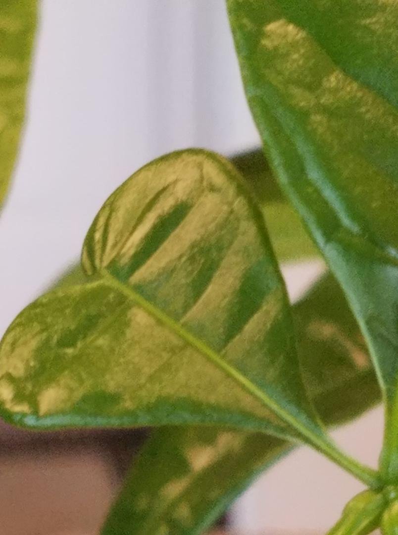 Kellyn Feeney Donnelly...look what I found on my plant today.