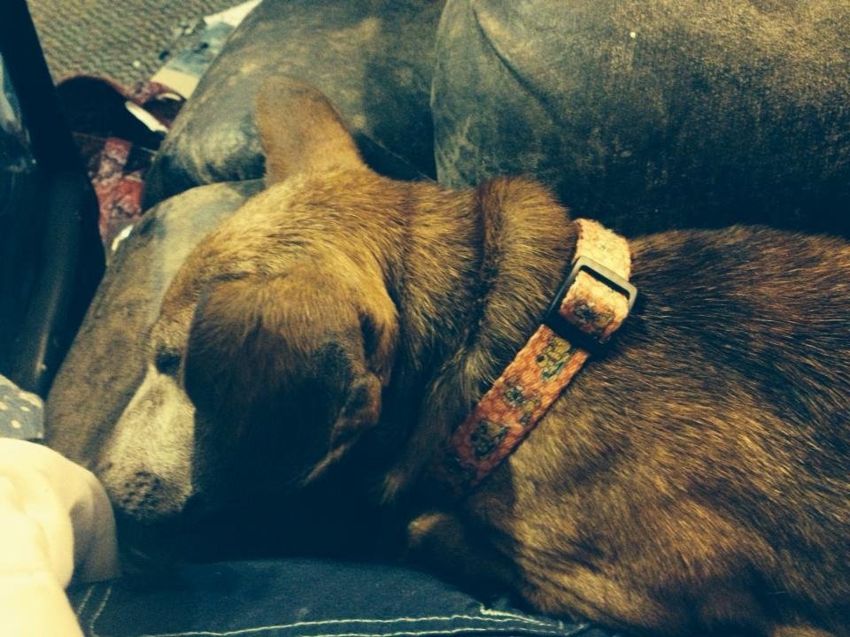 Happy Dog day to my spoiled boy!