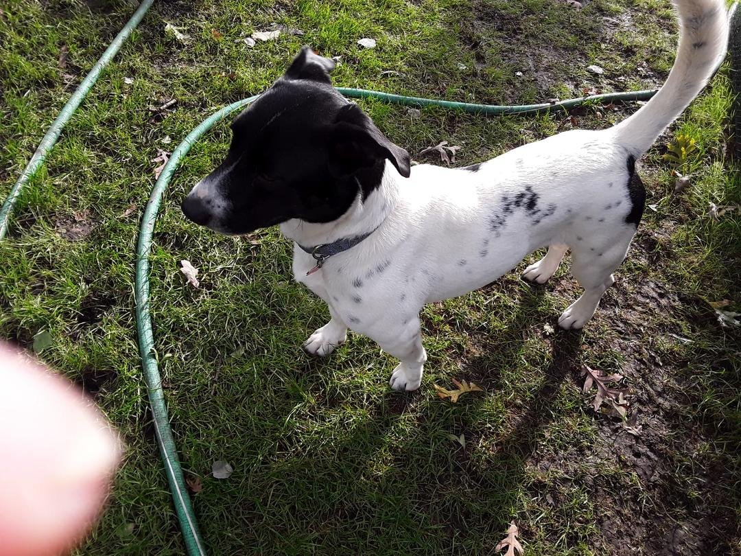 Here is a good photo of Cooper.
He is the sweetest little man
Love his long body..lol