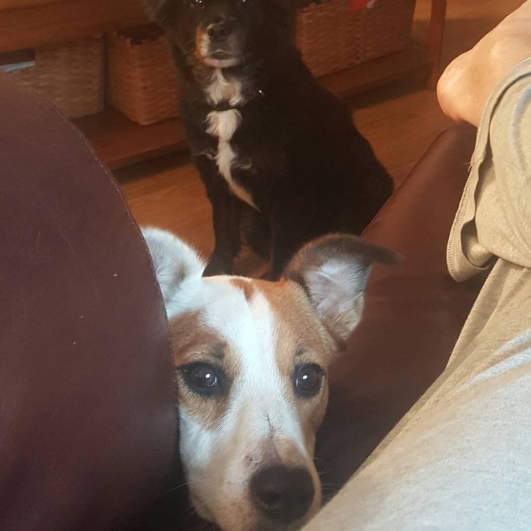 we want to chase birds, please