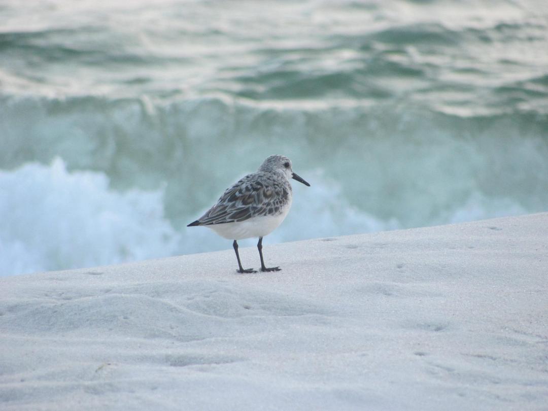 our buddy kept watch all day