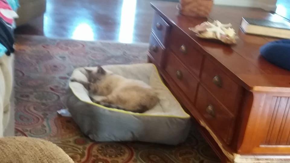 Sandy Elliott's album, Mobile Uploads