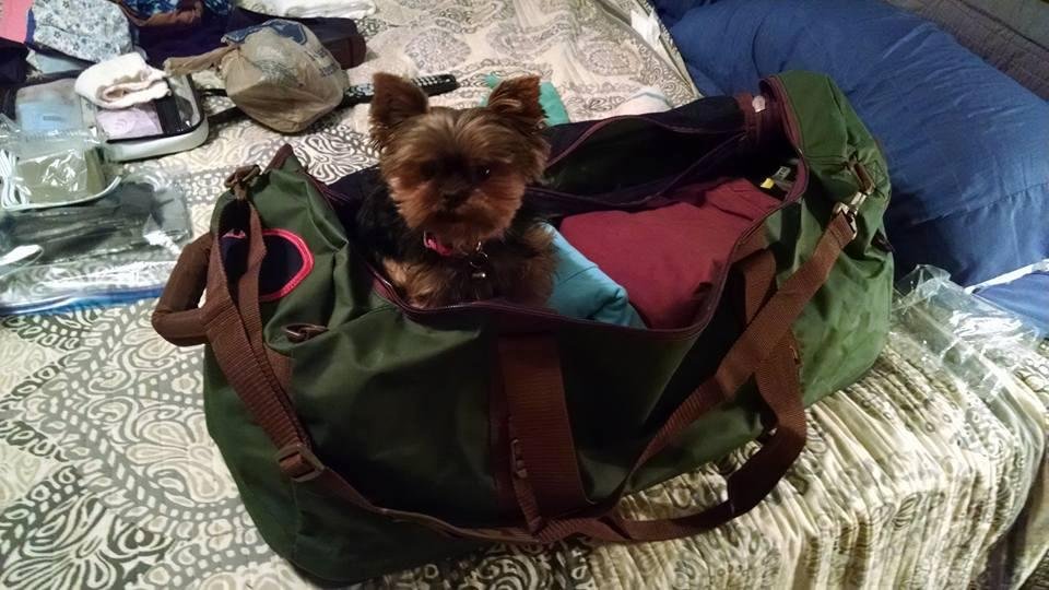 Packing for a trip to Phili to see the new grand baby, Austin, and Lynde does not want to get left behind!