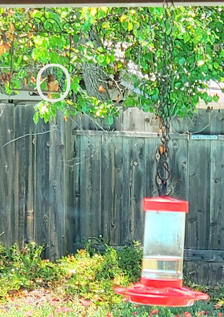We have a hummingbird feeder on the patio and nearby (thanks to our thoughtful daughter-in-law), a hummingbird swing or perch. So, Mr. King of the hummingbirds sits on the swing to chase away any other birds trying to use