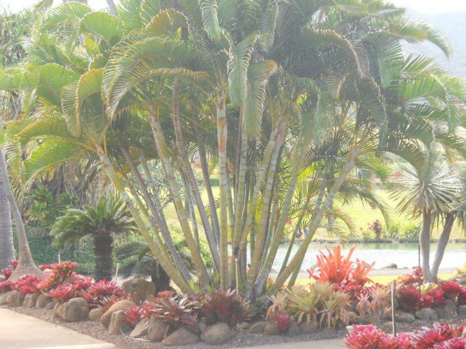 V. Alan Johnson's album, Tropical Plantation