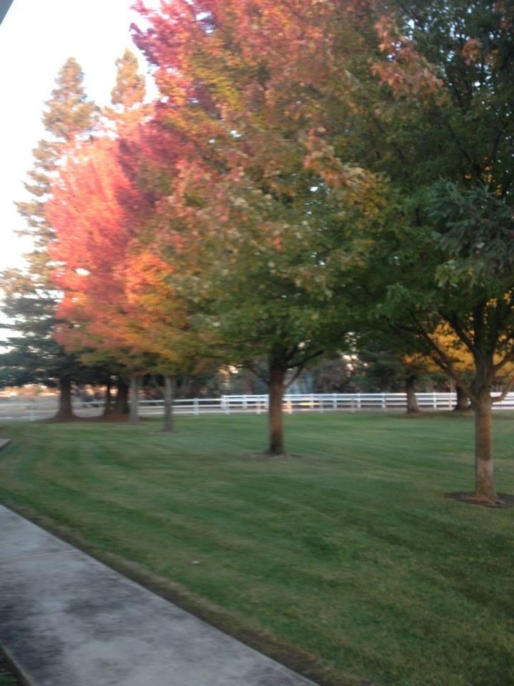 Joe goes out every day with his riding mower to pick up leaves. The man hates raking leaves!!!!!
