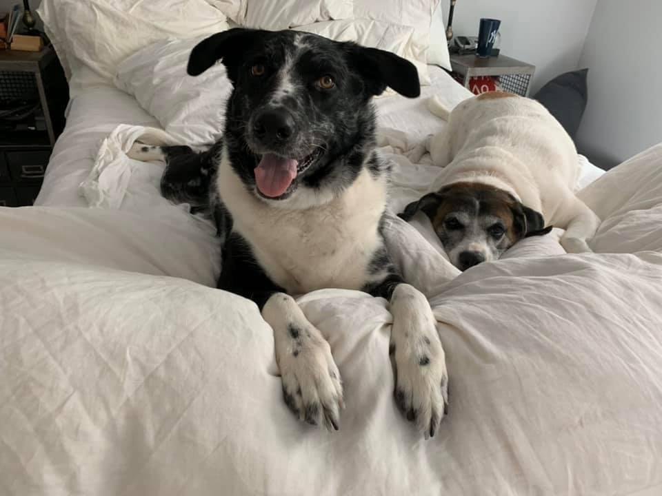 These are my dogs who have now been declassified. Their names have been declassified as well; Mike and Spring.