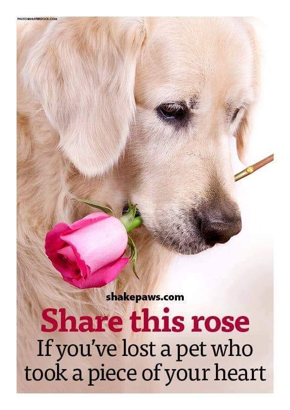 carol brabbit's album, Timeline photos