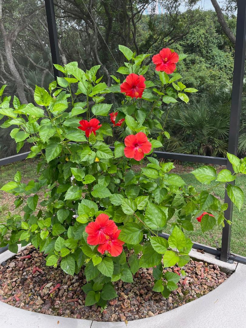 The Hibiscus are also blooming!