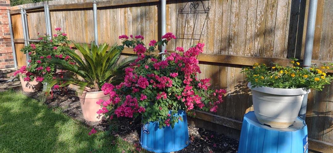 Bouginvilla