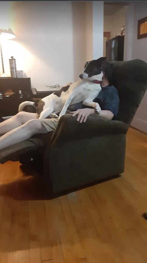 Emma stil thinks she is a lapdog........