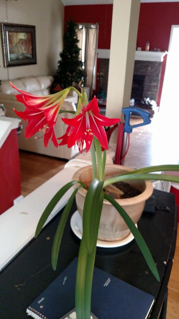 Wow, what a pleasure I discovered in my dining room and with multiple blooms