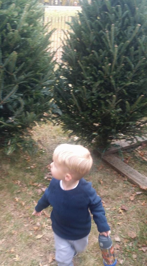 Christmas tree Forest