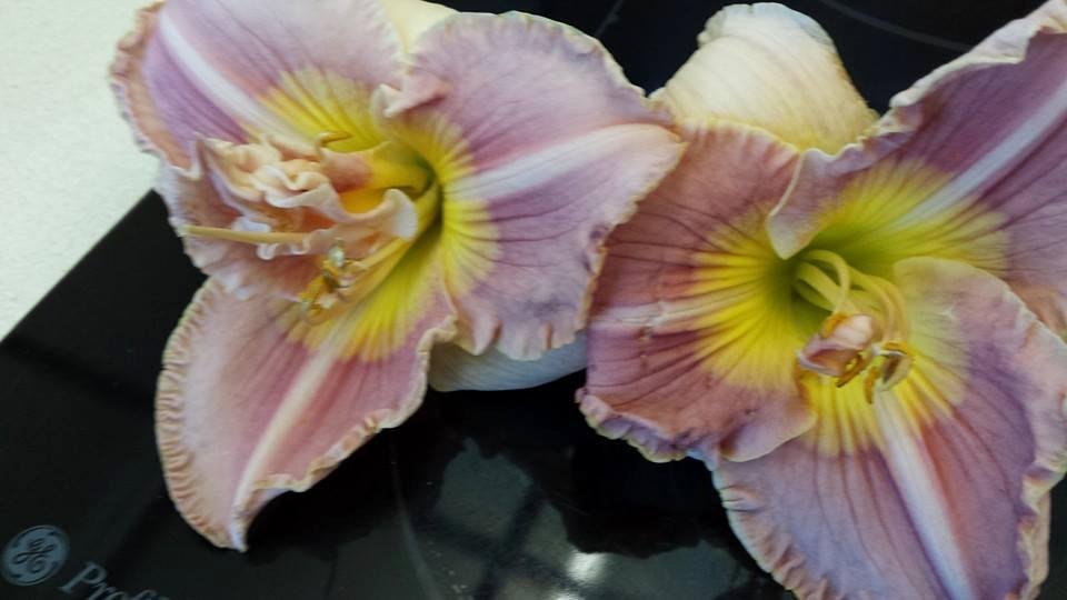 Flowers from the same plant. One on the right has material at the top of the stamen while the other has another petal coming up. It's like it wants to double. Curious.