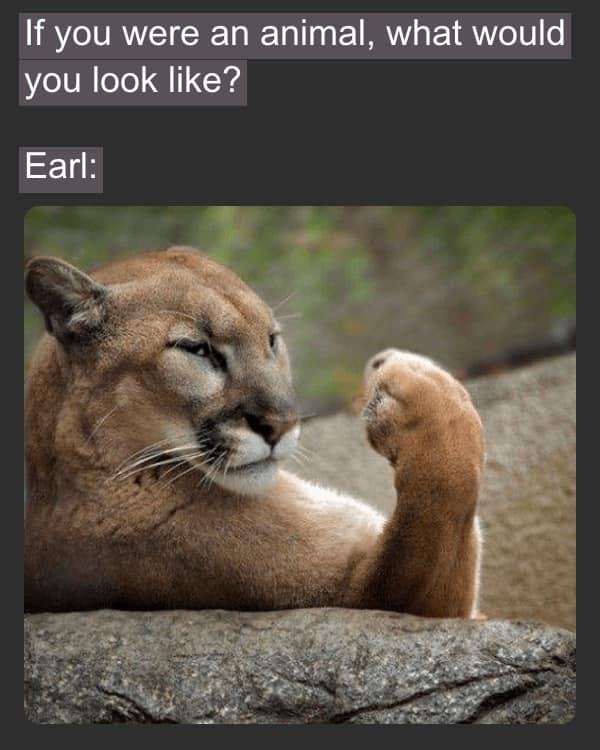Cute lil kitty kitty