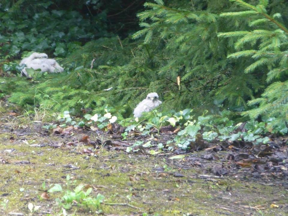 Robert Pierce's album, Young Falcons found after a storm