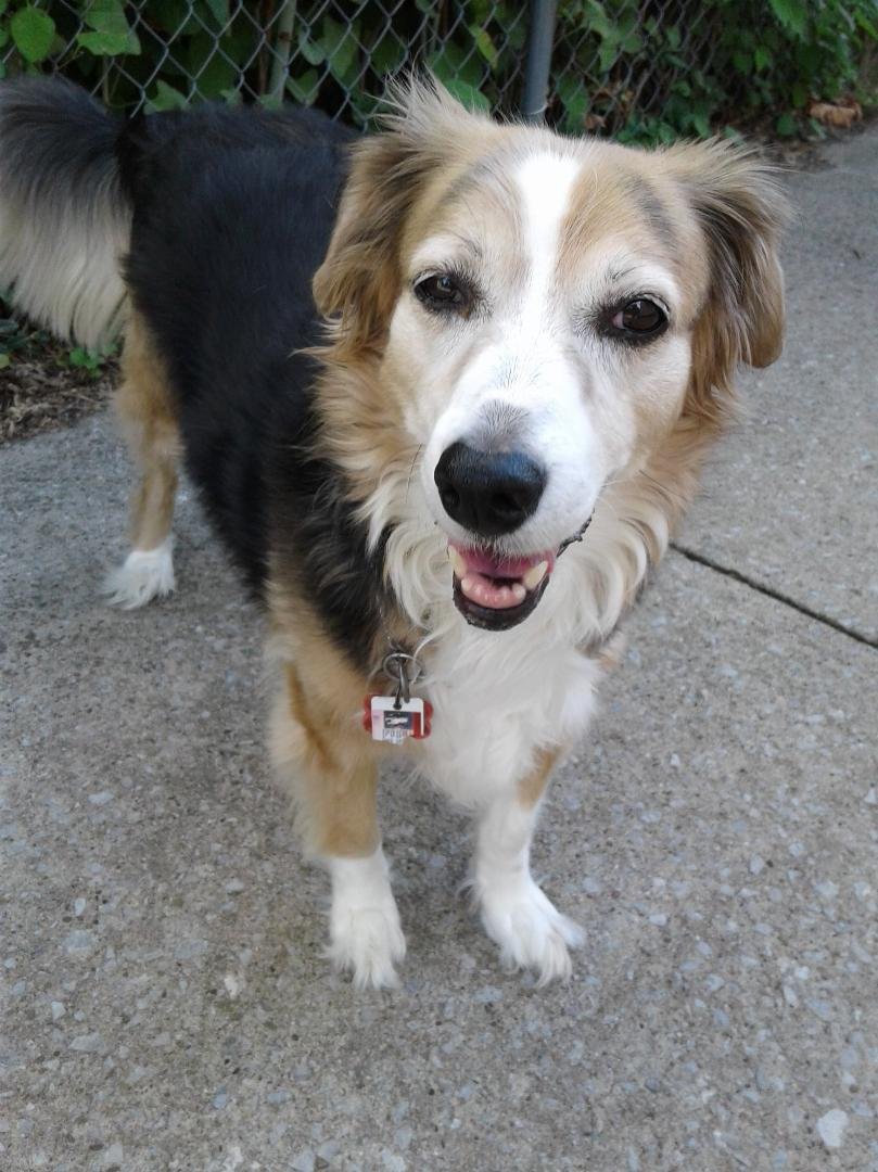 Today is Sadie's Gotcha Day. She adopted us 6 years ago today! Can't believe she is now 9 years old. Time really does fly