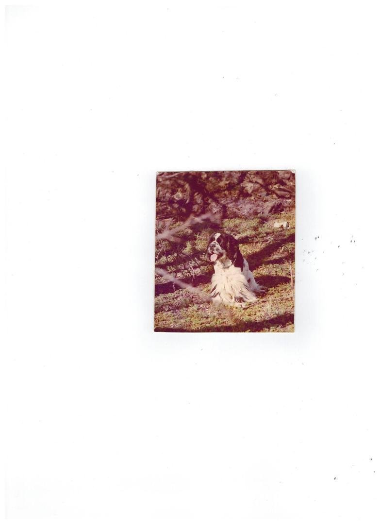 "BEWARE" A boys first dog? Well he lived from 1968-1981 guess it became my parents again. Pete the Cocker. lol