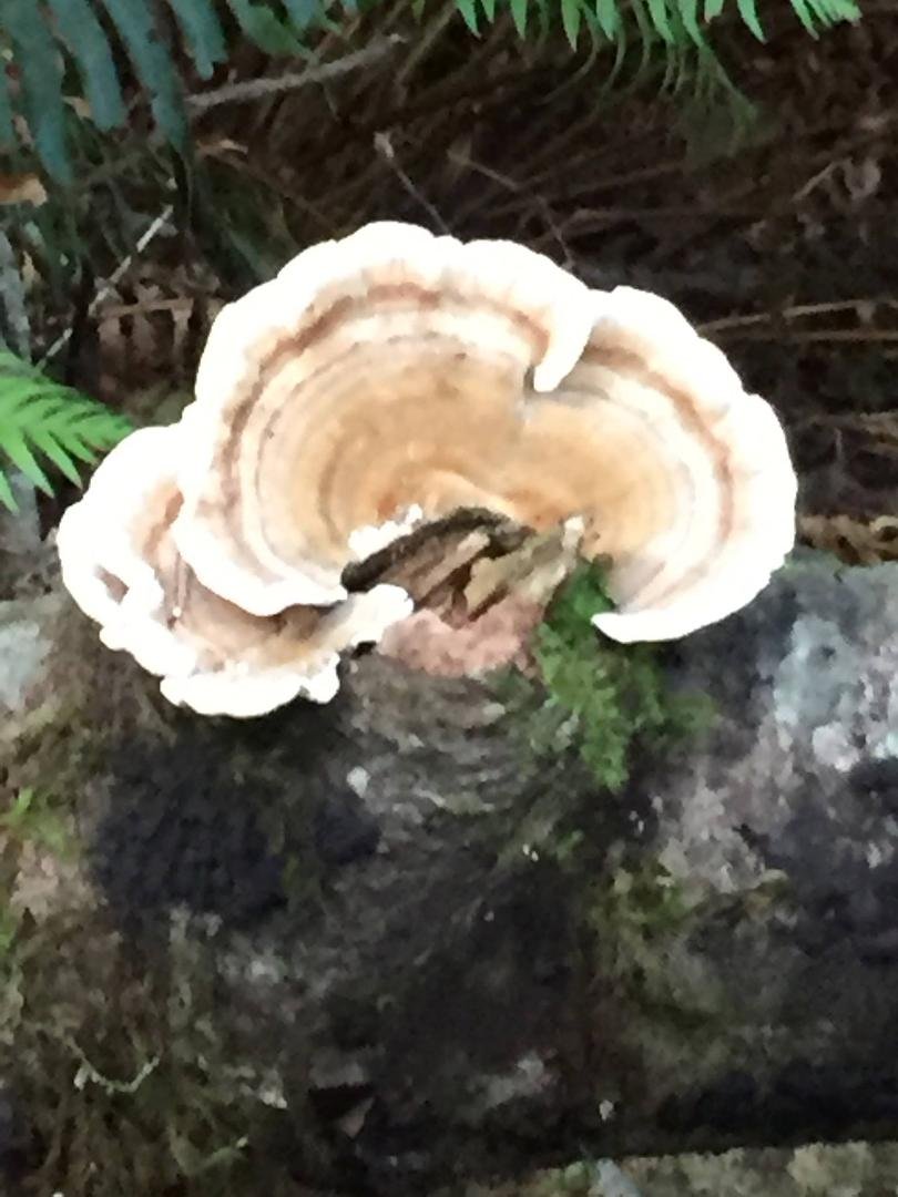 Check out this mushroom.  It is called a turkey mushroom.