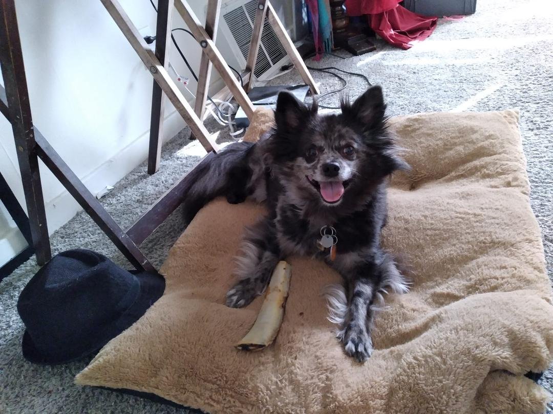 HERQULES WORK HIS NEW BONE. 
ALMOST AS BIG AS HE IS.